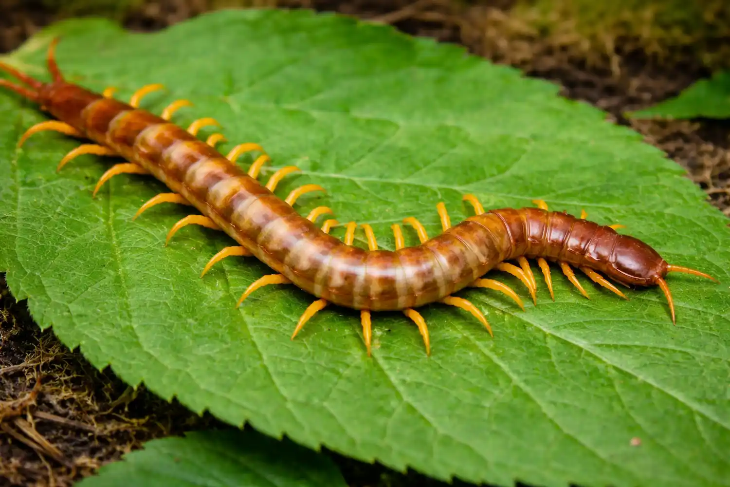 ciempiés gigante que devora murciélagos