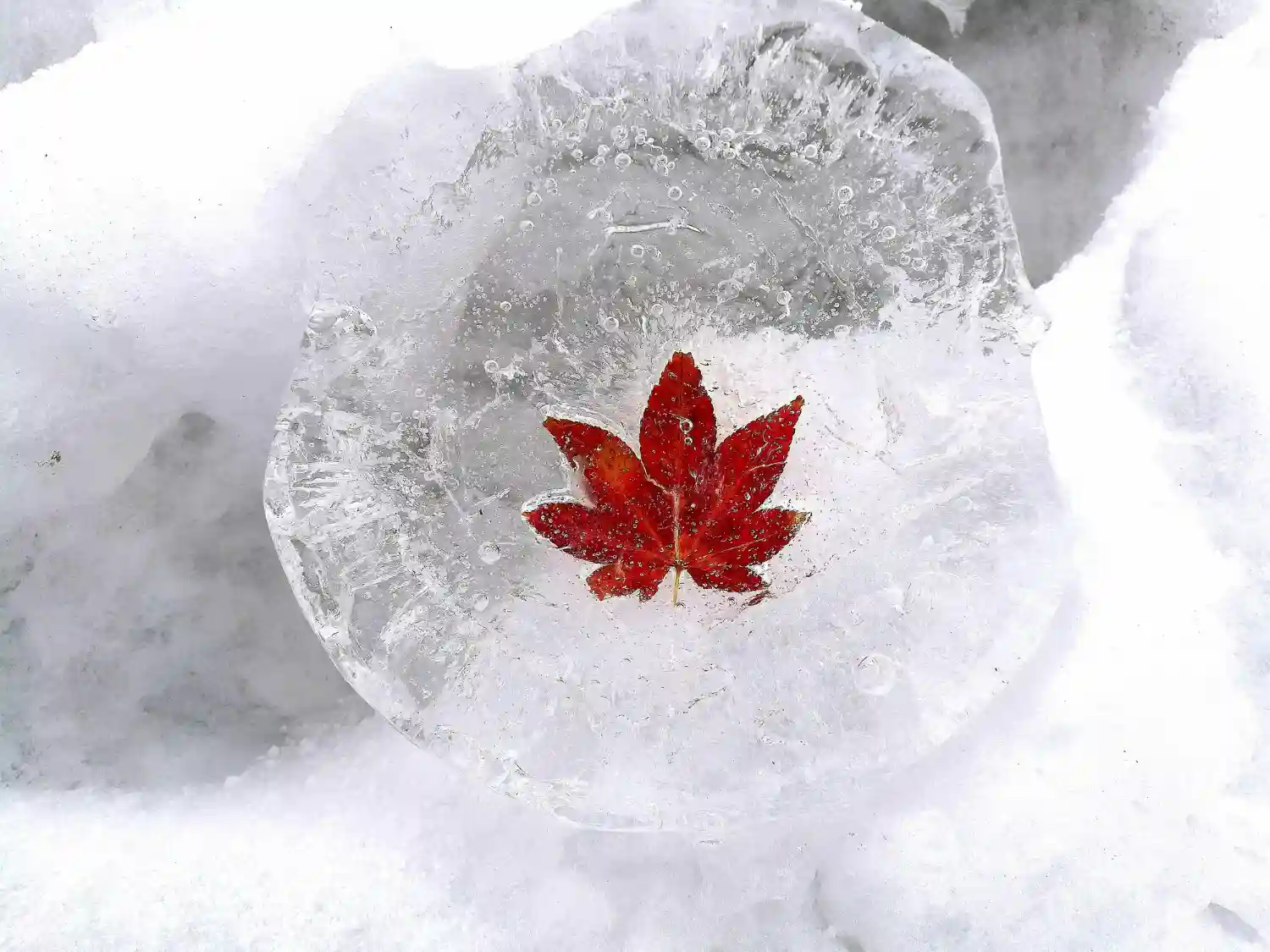 hoja de canada en hielo