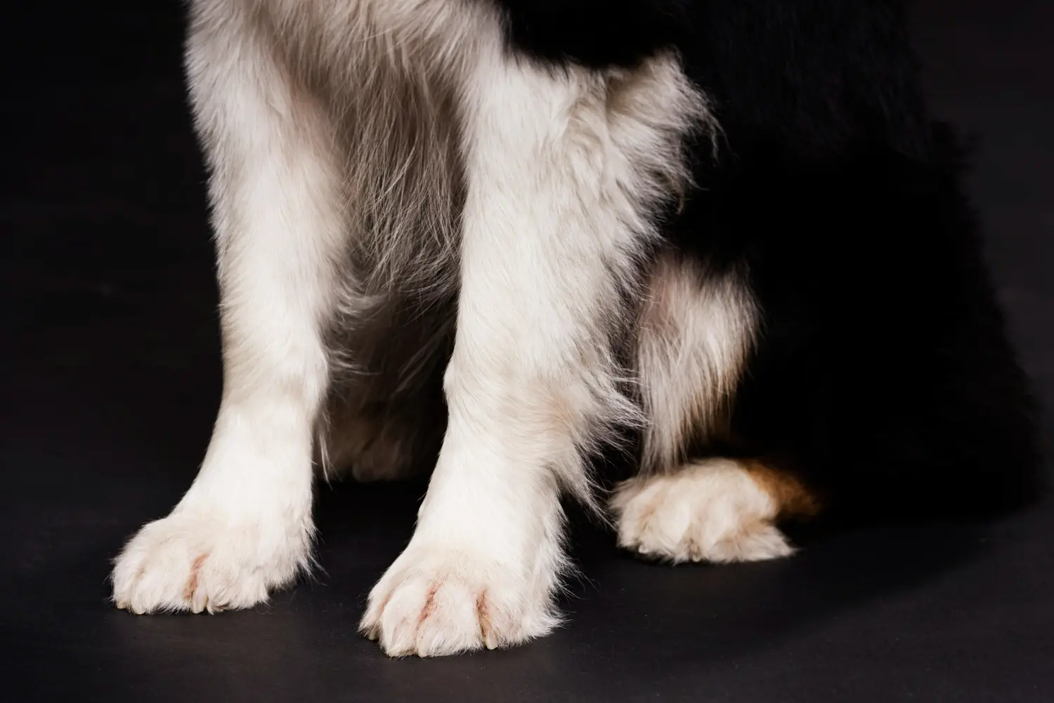 las cuatro patas de un perro