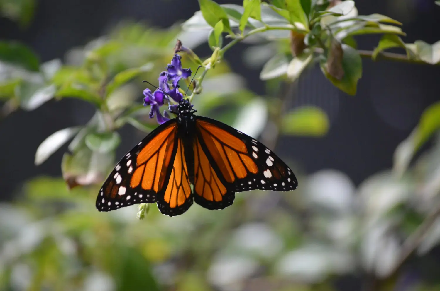 mariposa monarca sigue en mínimos