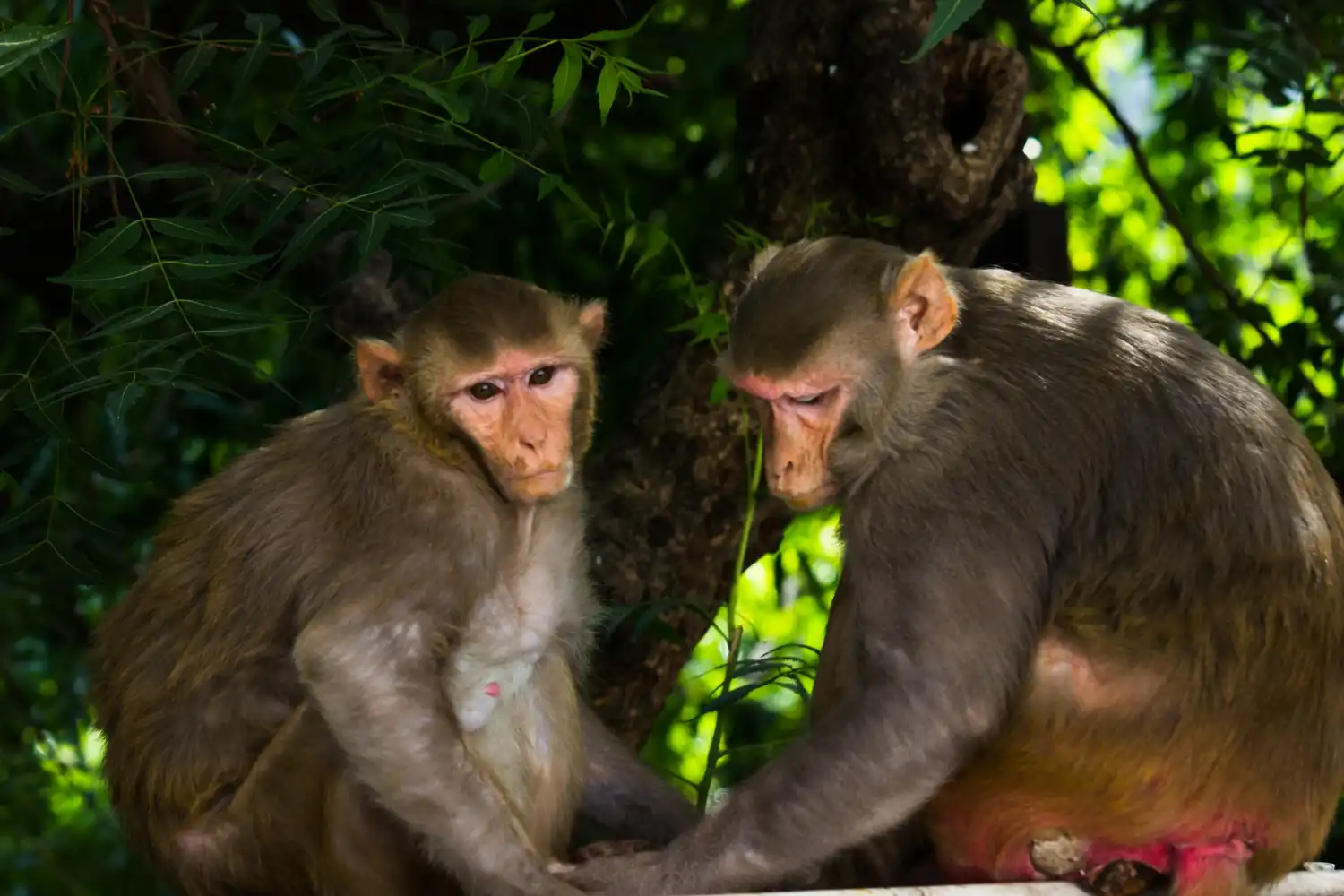 sexo entre primates del mismo sexo