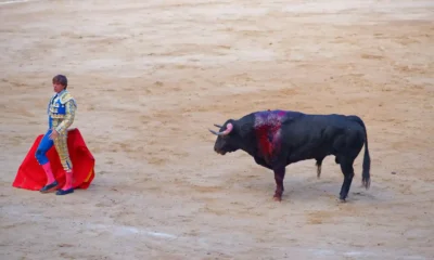 torero da la espalda a toro herido