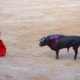 torero da la espalda a toro herido