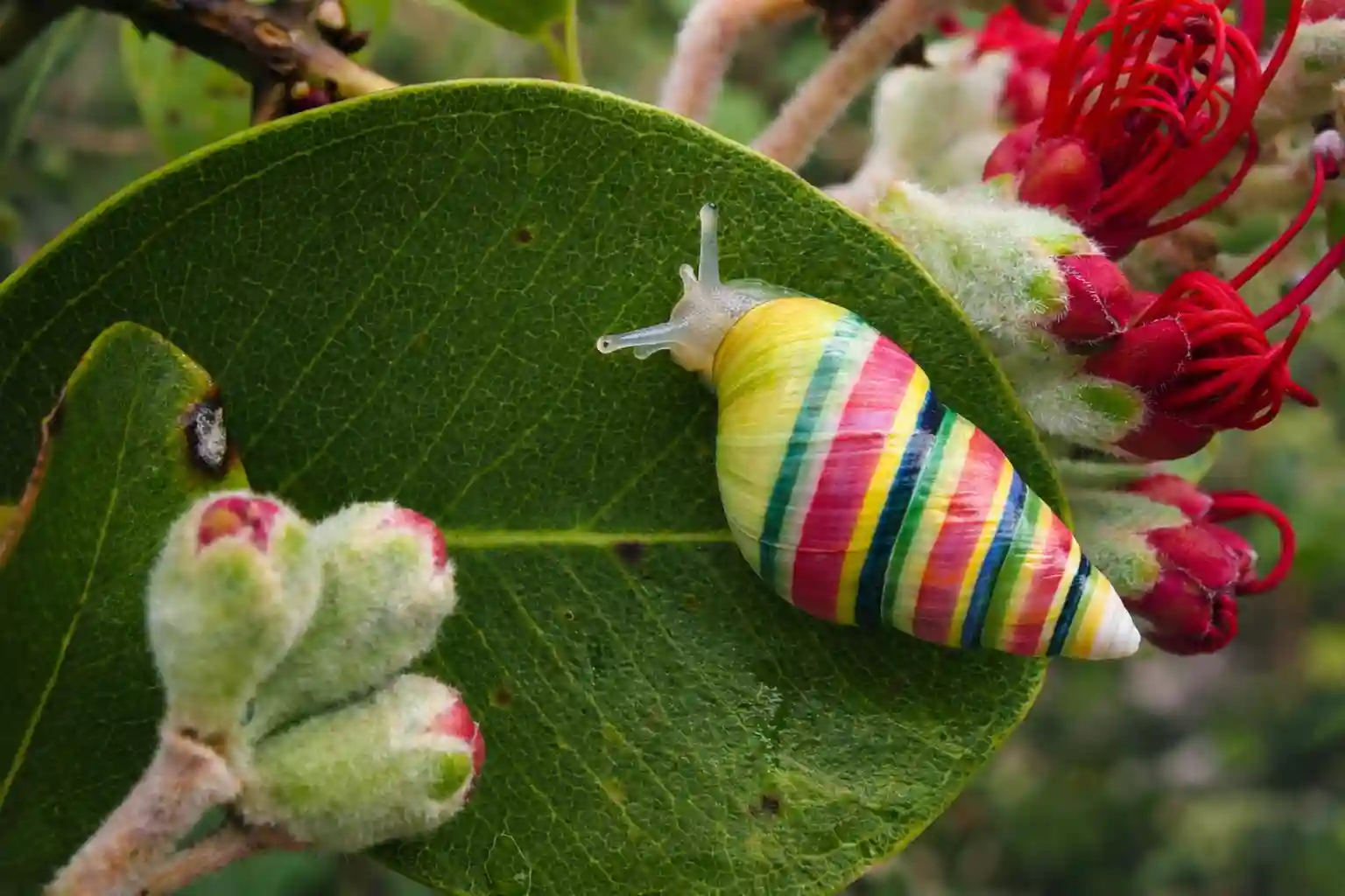un caracol único de Hawái