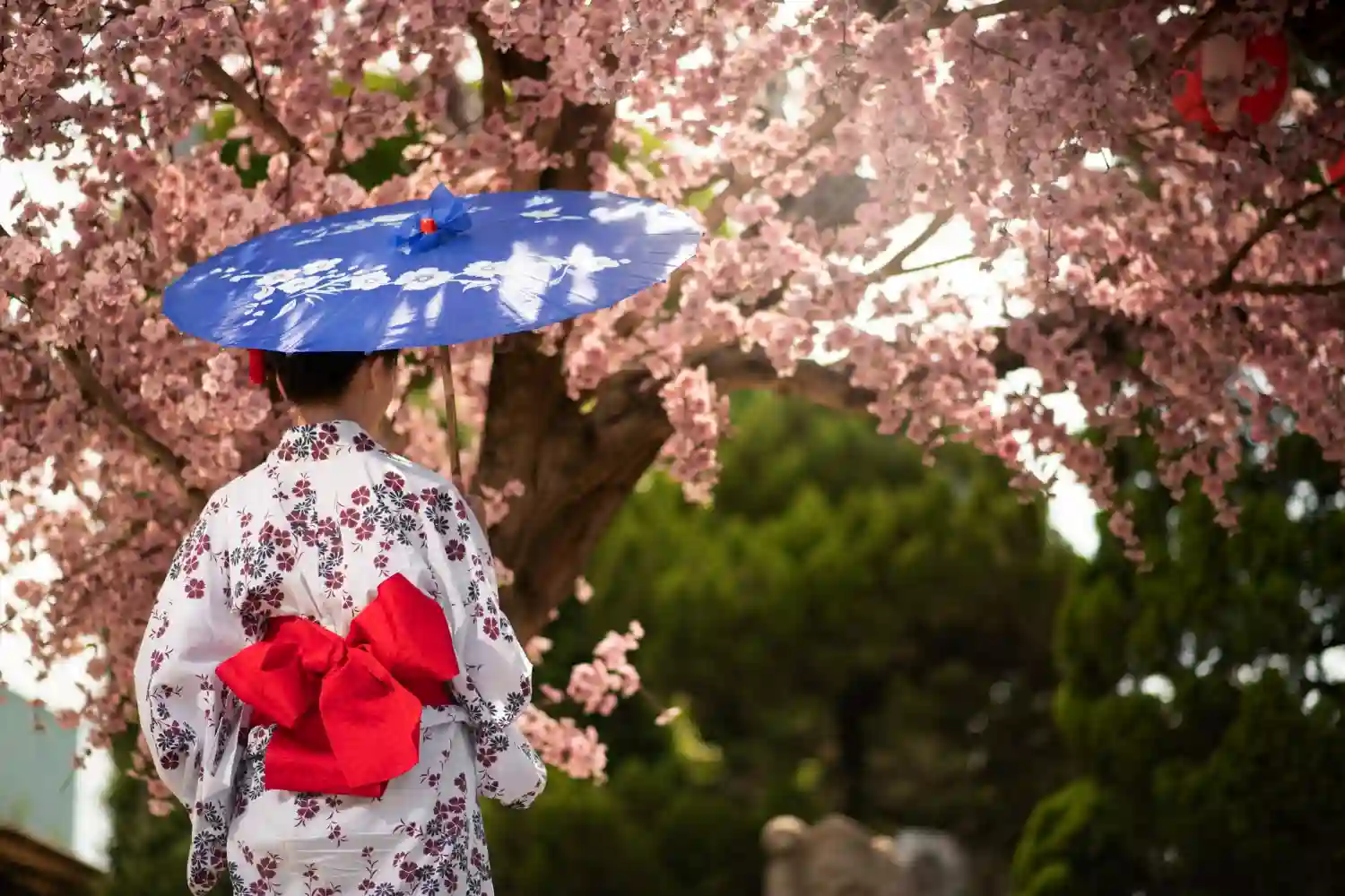 Japón cancela su festival de cerezos junto al Fuji