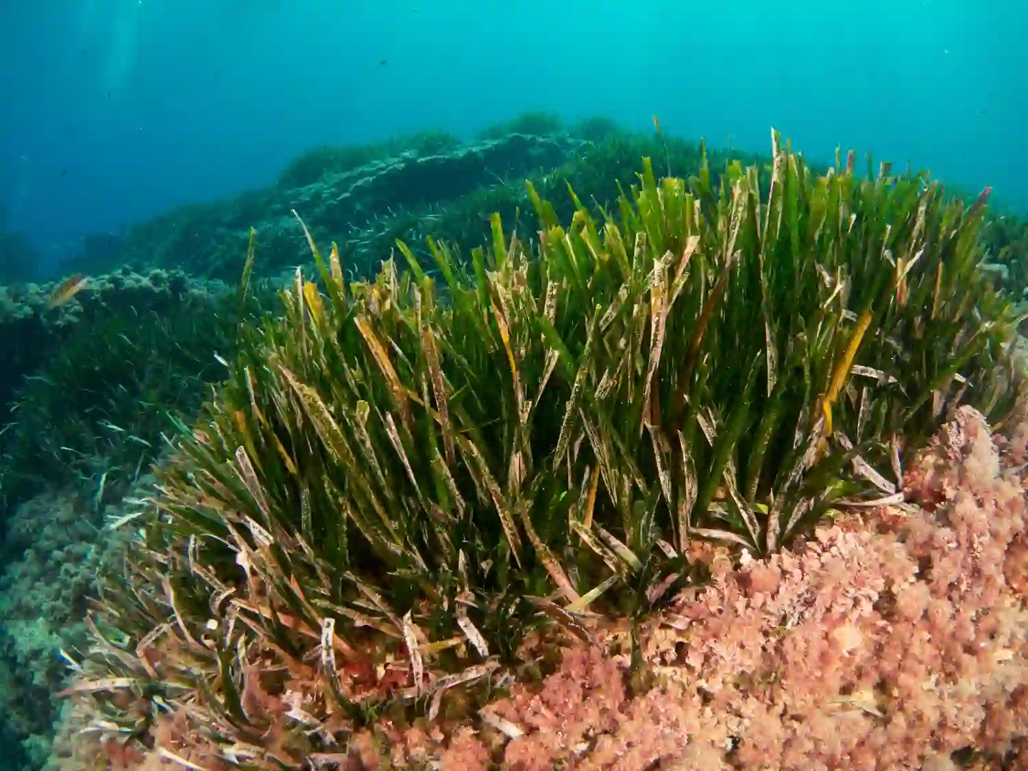 Replantan 10.000 posidonias