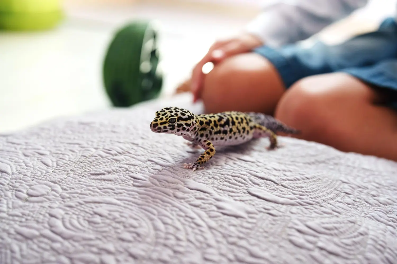 el lagarto para tener en casa