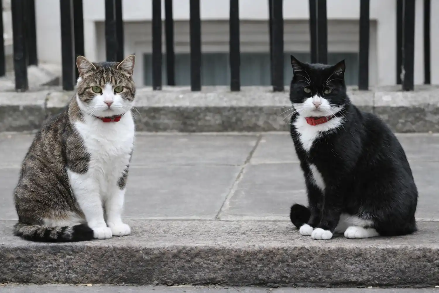 los gatos de Downing Street