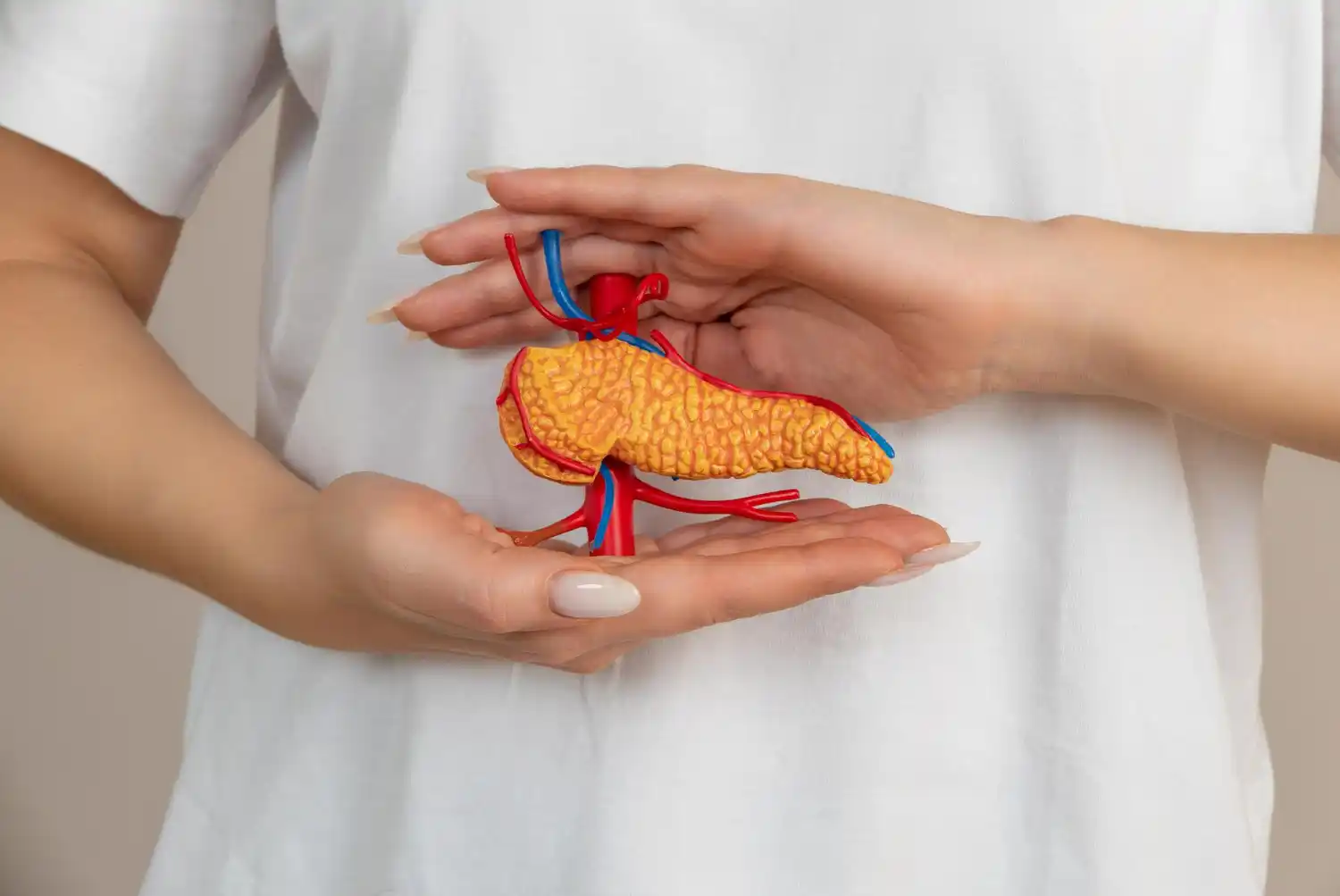 pancreas que es y su funcion