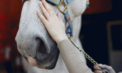 relincho del caballo