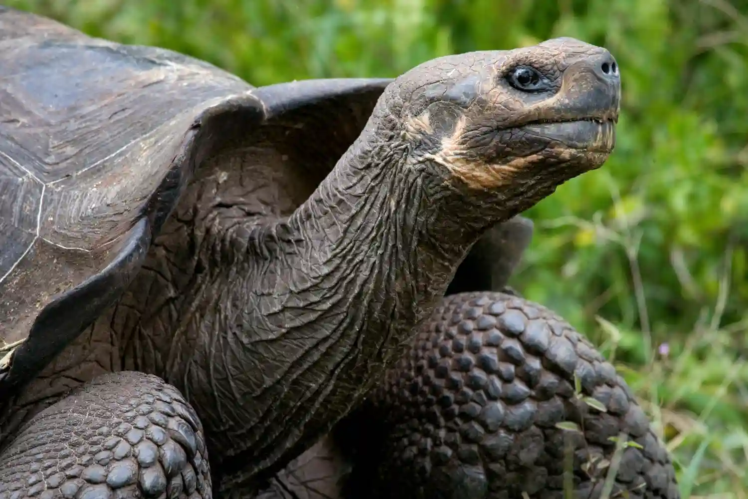 una tortuga de Galápagos