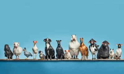 Animales con síndrome de Down