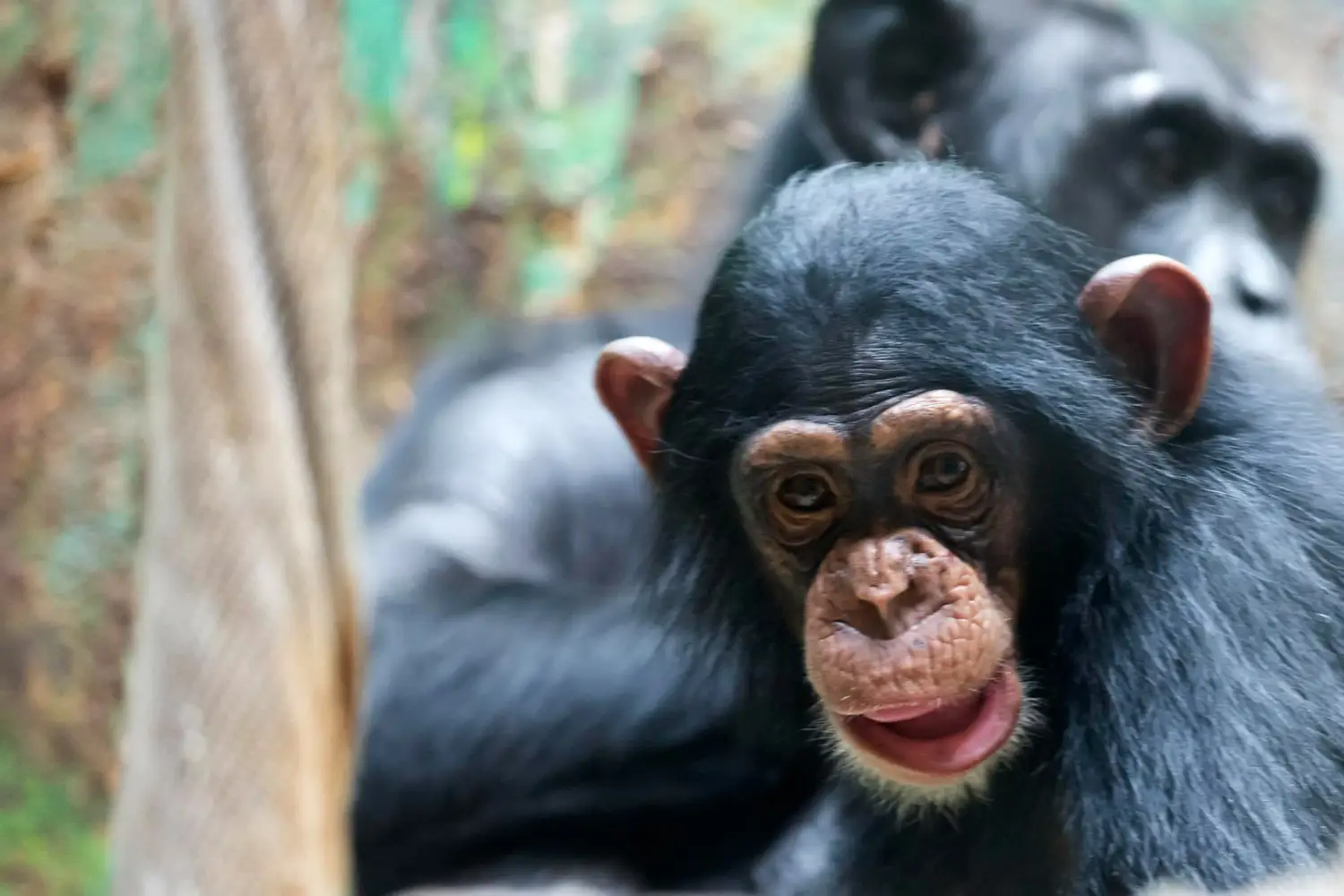 familia de chimpancés
