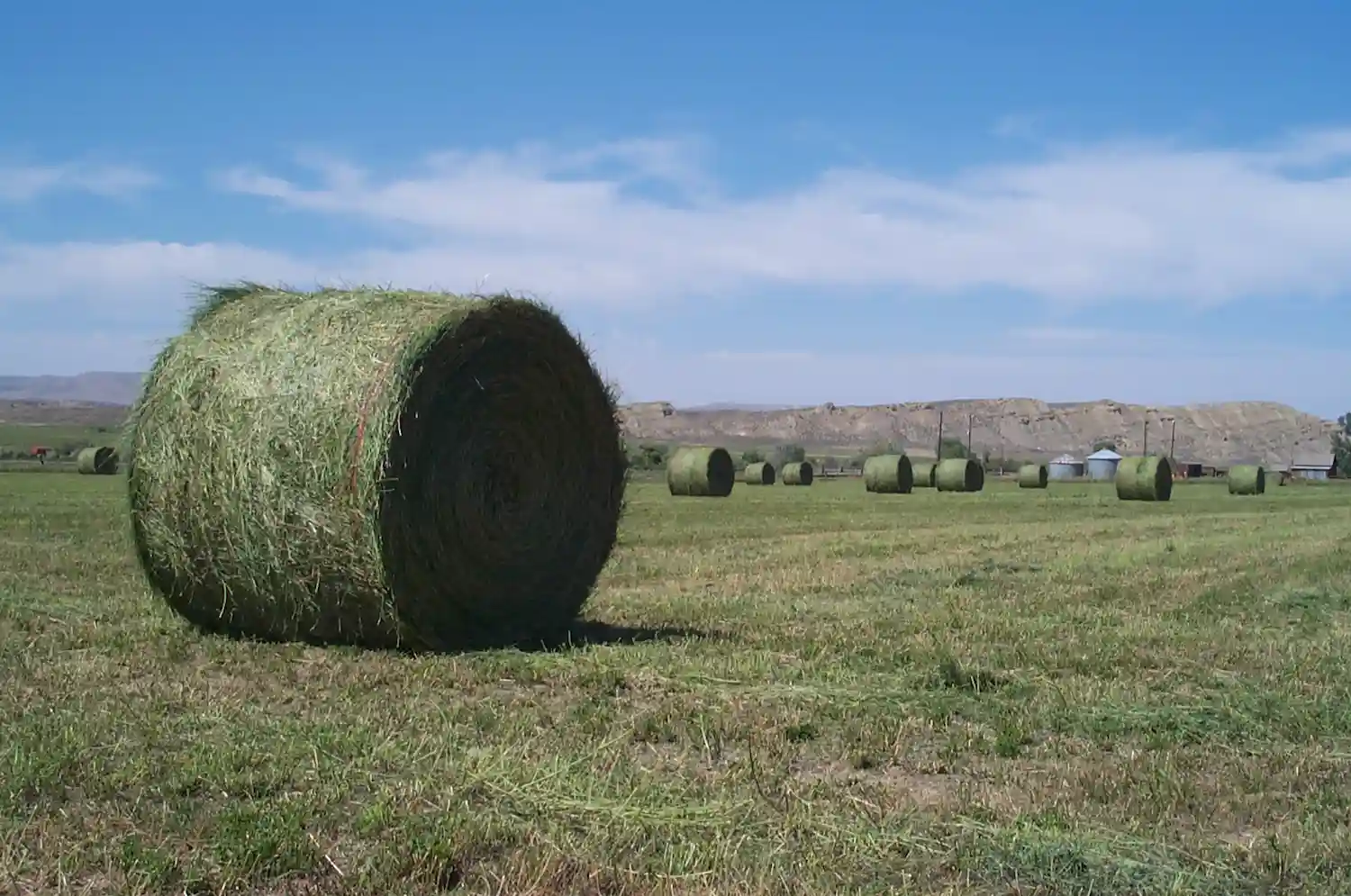 guerra frena la alfalfa española