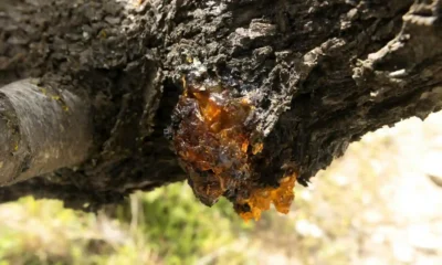Cómo nace la brea de pino