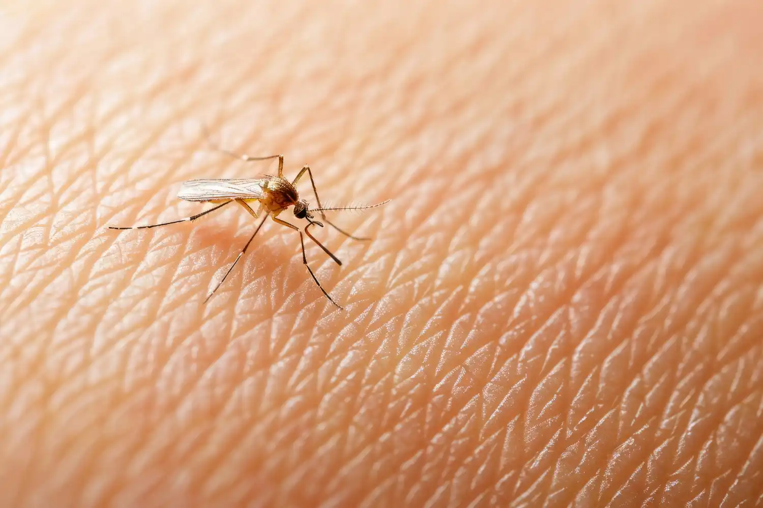 una picadura de mosquito​