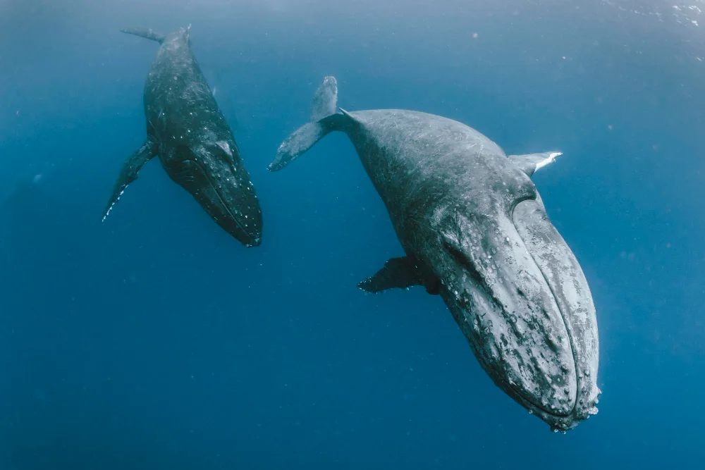 Dos ballenas jorobadas