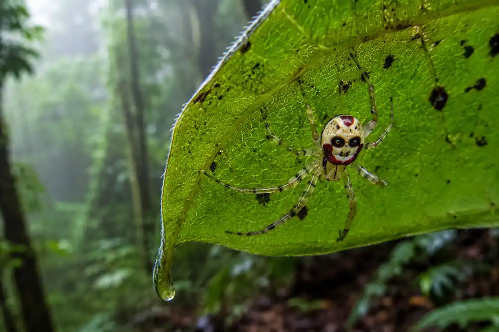 araña sonriente del Himalaya