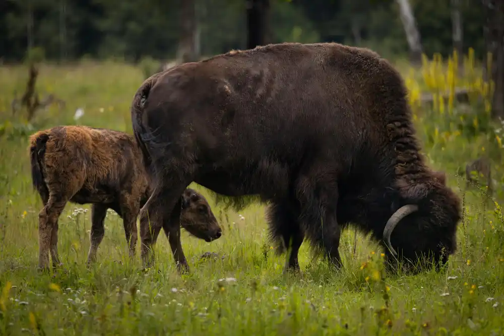 bisonte hembra y cria pastando