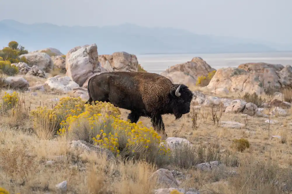 bisontes revivieron un desierto seco
