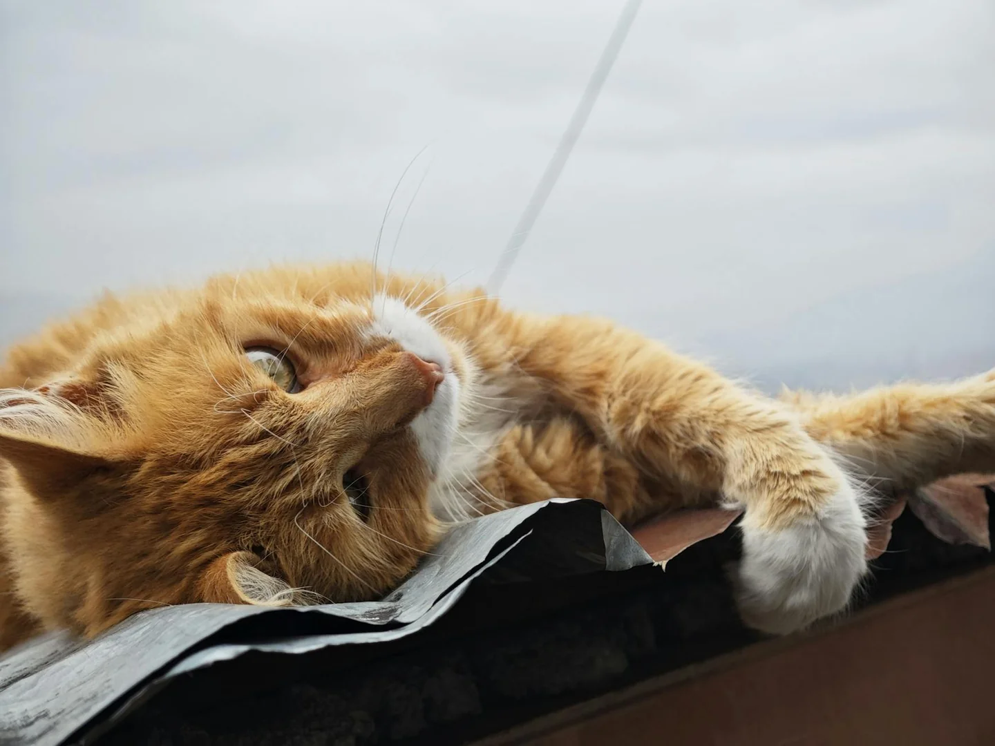 Gato doméstico tumbado en el suelo, una imagen que encaja con porque mi gato se tumba cuando me ve y ayuda a ilustrar su lenguaje corporal.