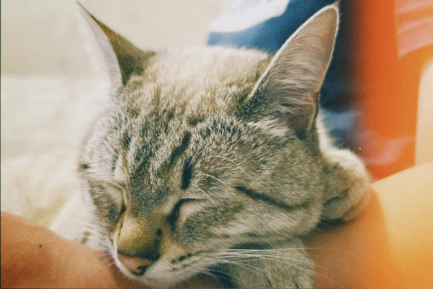 Un gato descansando sobre el pecho, ideal para ilustrar el artículo porque mi gato se acuesta encima de mi pecho.