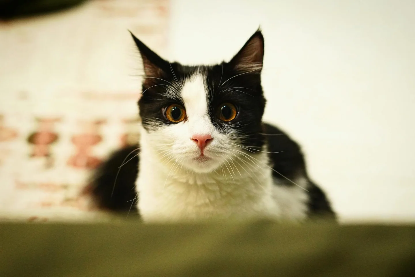Gato mirando fijamente a una persona, imagen relacionada con por qué mi gato me mira fijamente