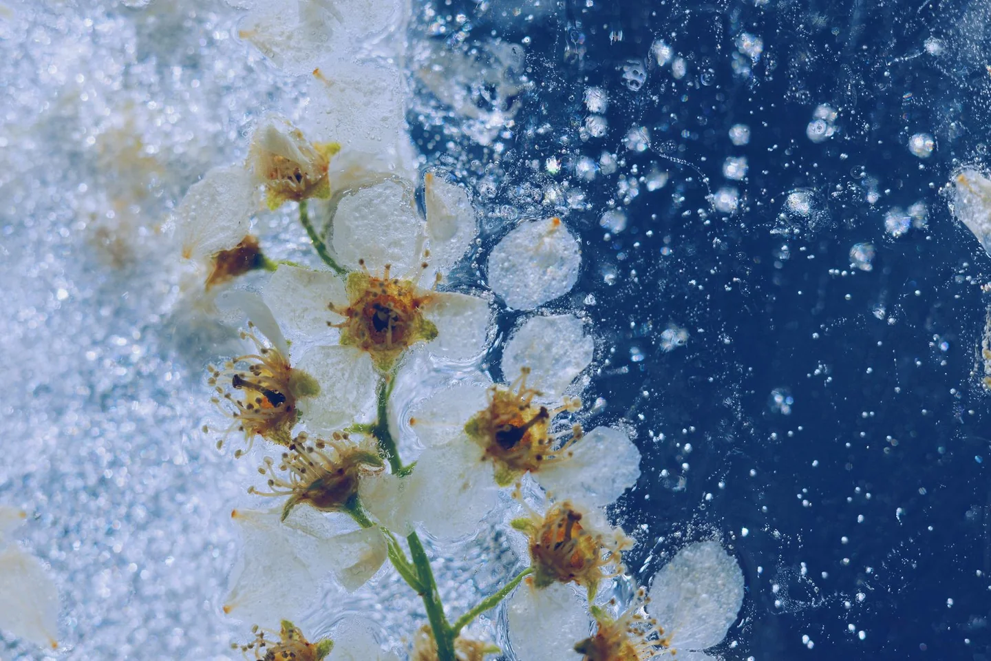 Imagen de una flor de cristal para ilustrar porque se llama flor de cristal en un artículo sobre el anime y su simbolismo.