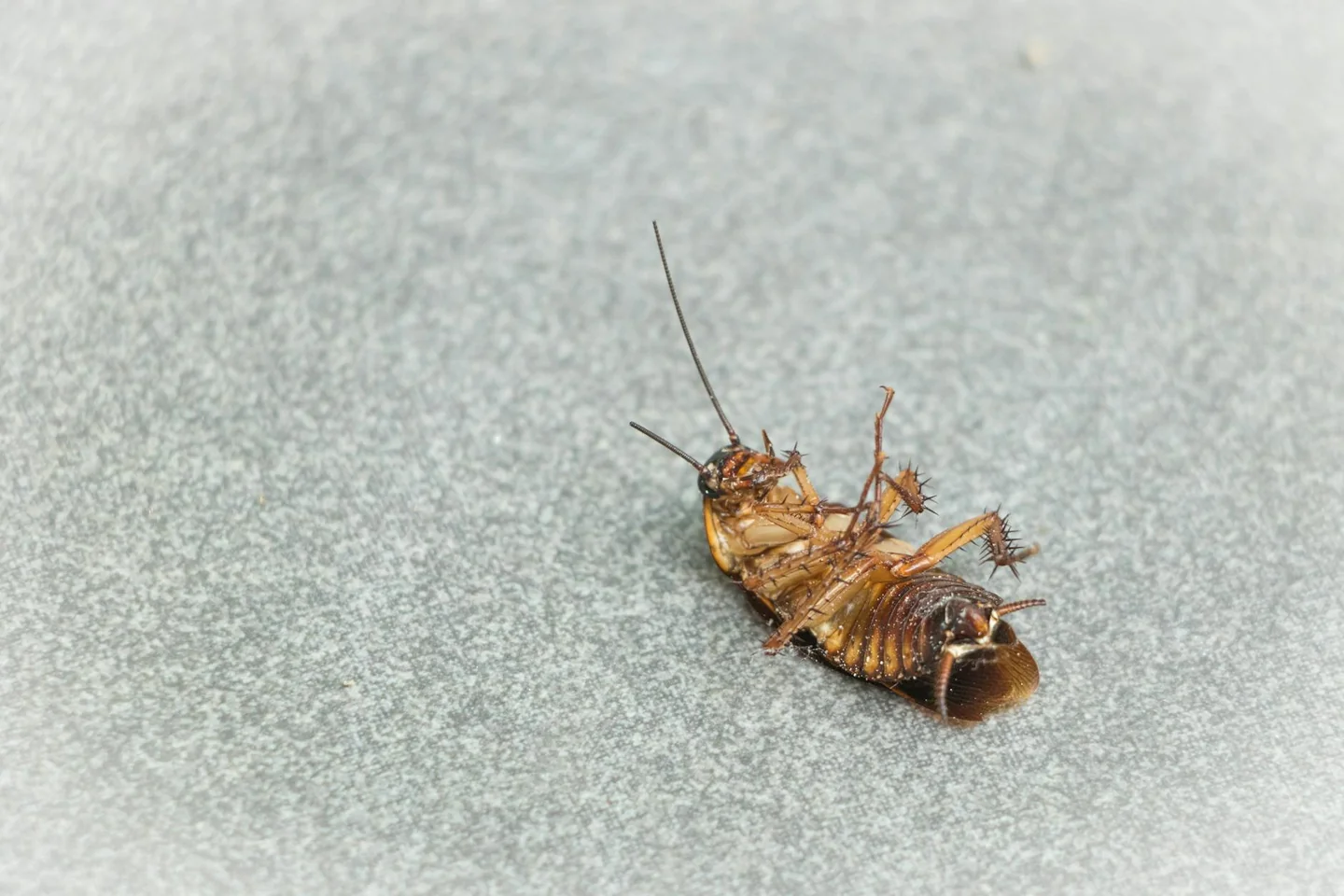 Foto de una cucaracha muerta en el suelo para ilustrar porque aparecen cucarachas muertas en casa