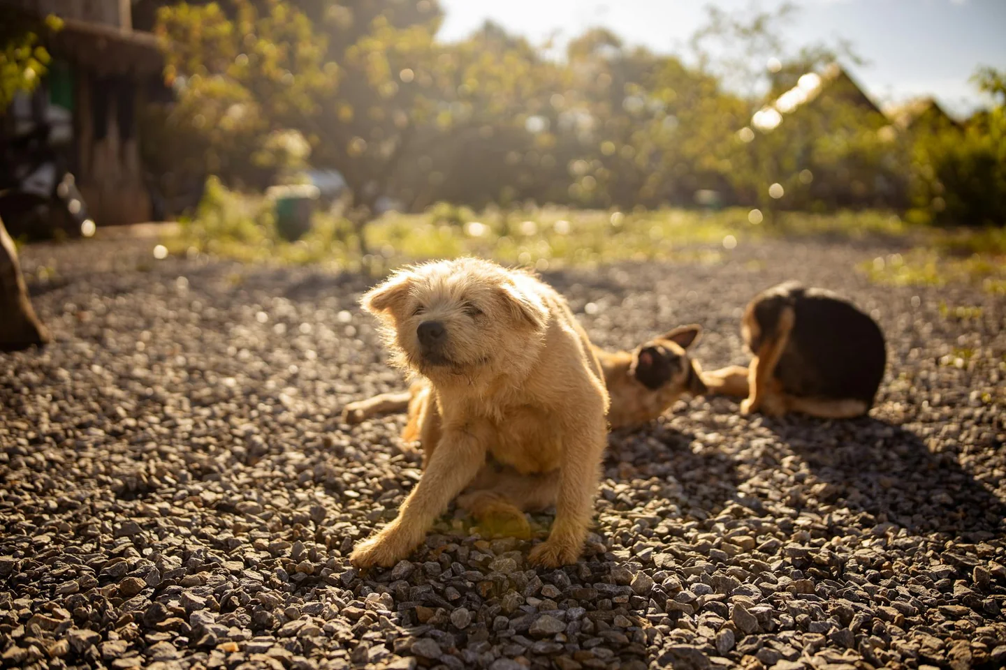 Perro rascando la cama, imagen para ilustrar porque los perros escarban la cama en un contexto doméstico.