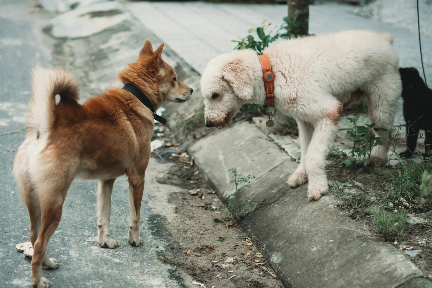 Perro estirándose al recibir a su dueño, una imagen para ilustrar porque mi perro se estira cuando me ve en el contexto de un saludo cotidiano.