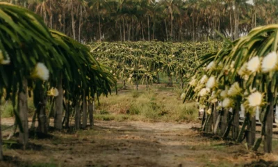 Cultivo de pitaya en una plantación, relacionado con porque la pitaya es tan cara