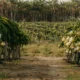 Cultivo de pitaya en una plantación, relacionado con porque la pitaya es tan cara