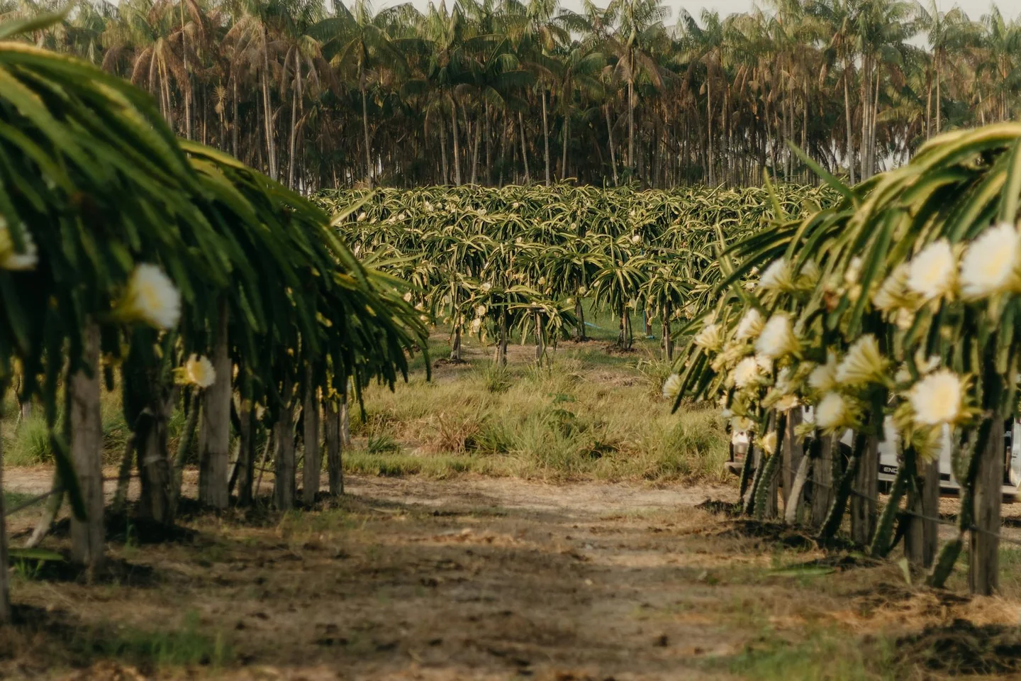 Cultivo de pitaya en una plantación, relacionado con porque la pitaya es tan cara