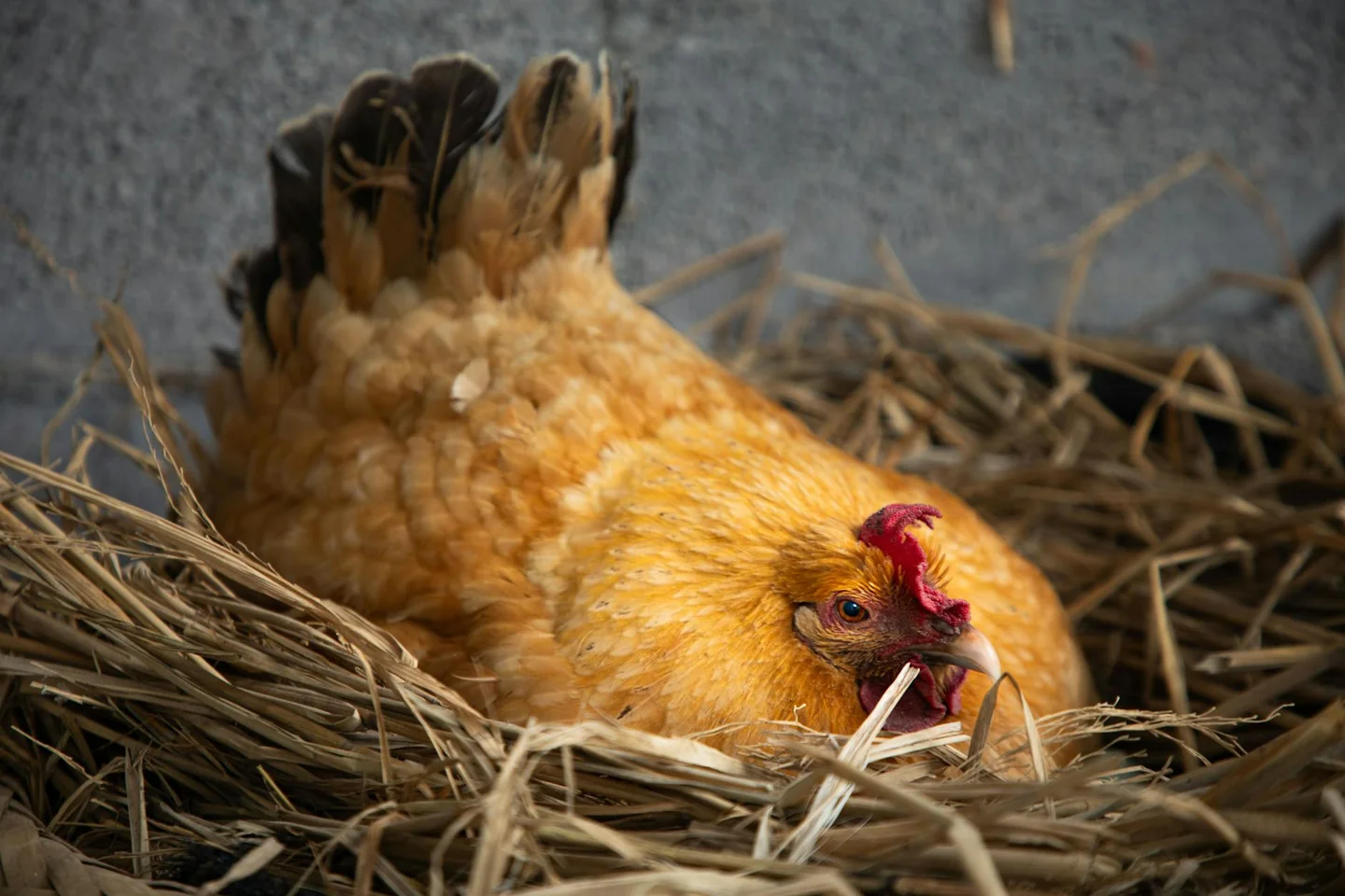 gallina en el nido para ilustrar porque no ponen huevos las gallinas