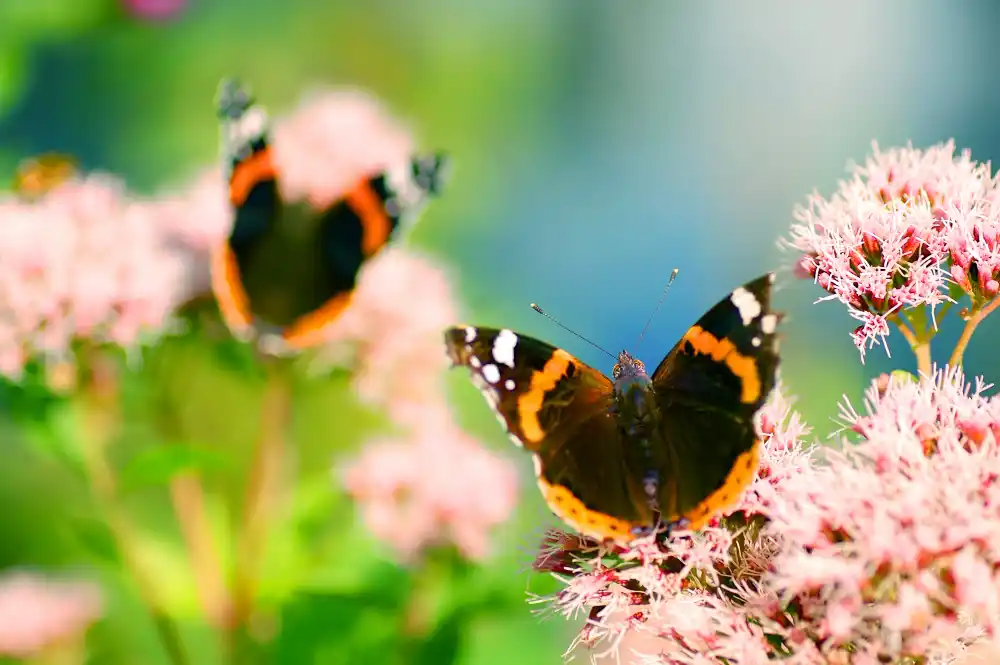 mariposas al jardín
