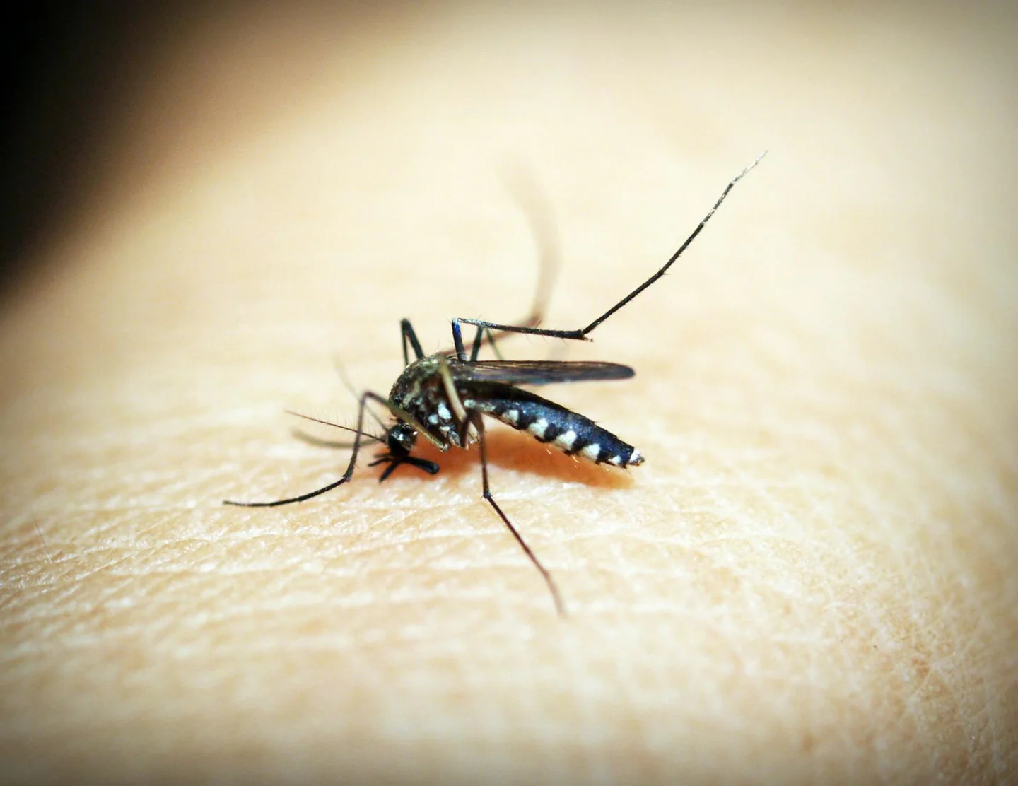 Imagen para explicar porque los mosquitos pican a unos y a otros no, mostrando un mosquito posado sobre la piel de una persona.