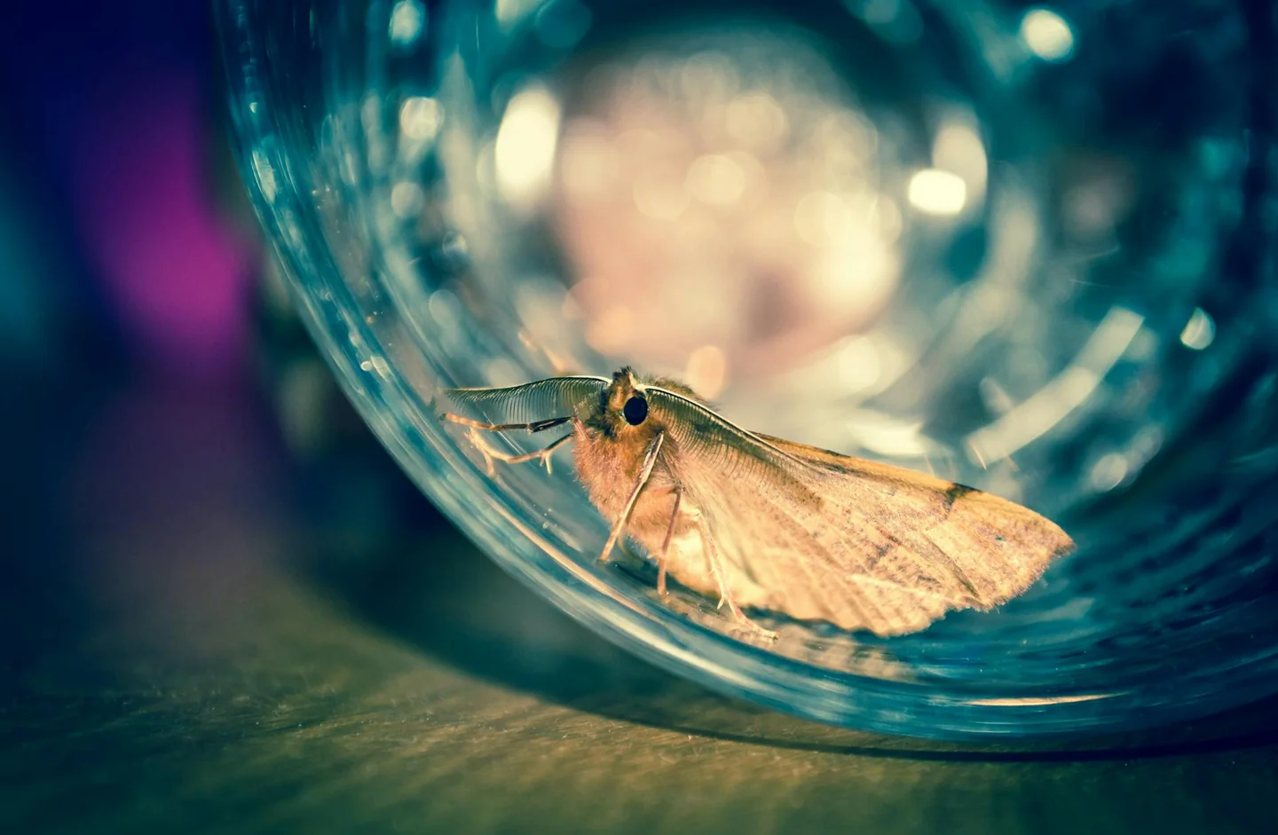 Imagen de una infestación de moth infestation home para ilustrar porque hay tantas polillas en mi casa y qué revisar primero en detalle.