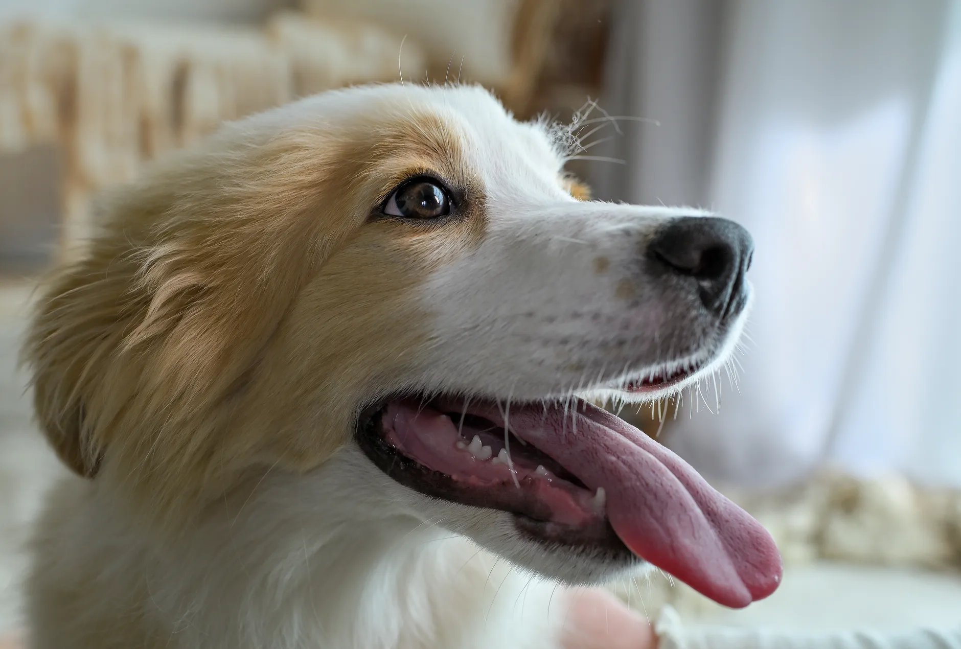 Perro jadeando en interiores para ilustrar porque jadea un perro sin hacer nada