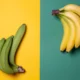 plátano y banana