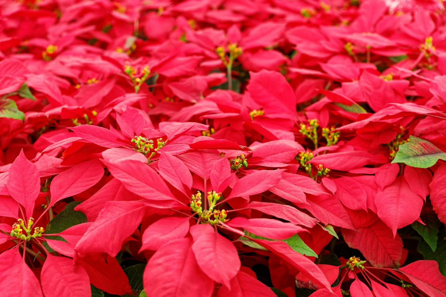 Flor de pascua con hojas marchitas, imagen útil para explicar porque se caen las hojas de la flor de pascua