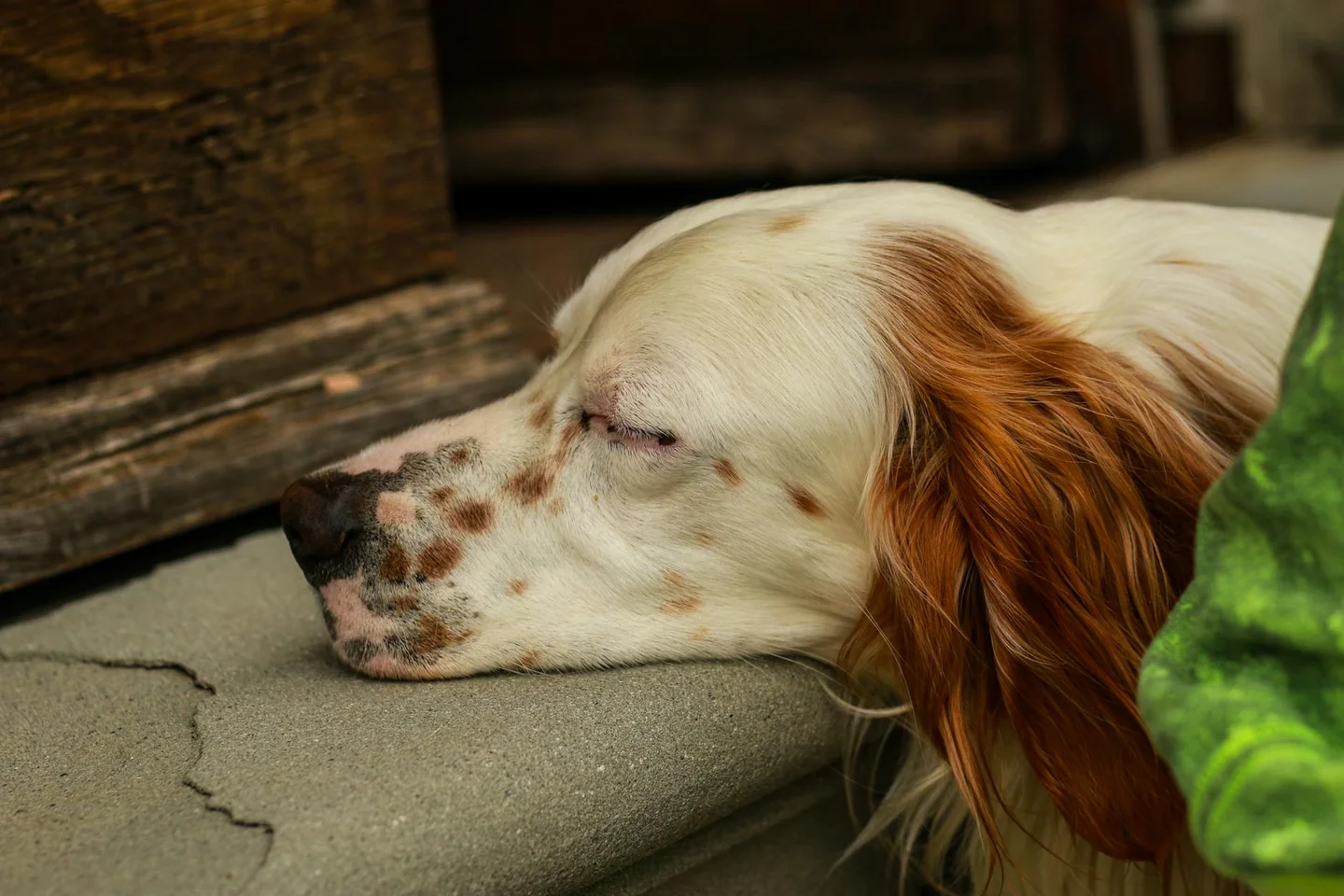 Primer plano de un perro dormido para ilustrar por que mi perro ladra dormido y sus señales durante el descanso