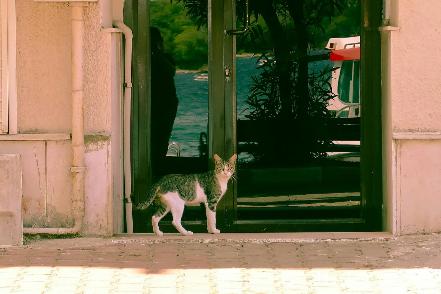 Un gato callejero en la puerta, imagen adecuada para ilustrar porque llega un gato a tu vida en un contexto cotidiano y visual.