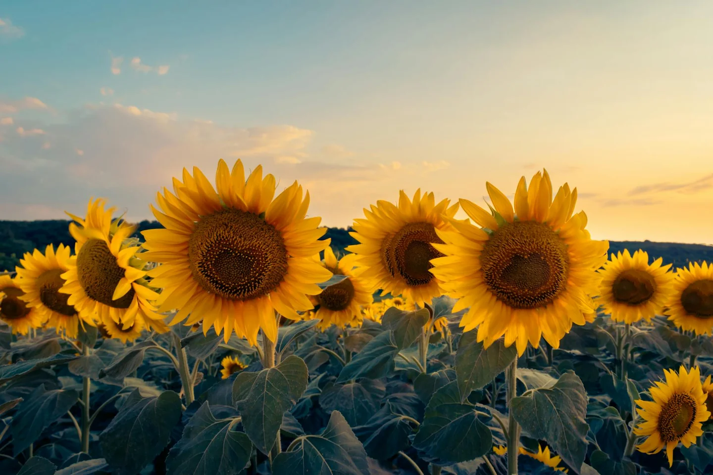 Campo de girasoles al amanecer para ilustrar porque los girasoles no miran al sol.
