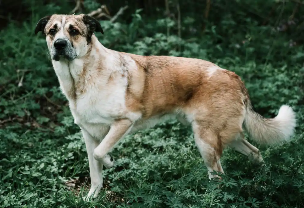 uno de los Perros asilvestrados