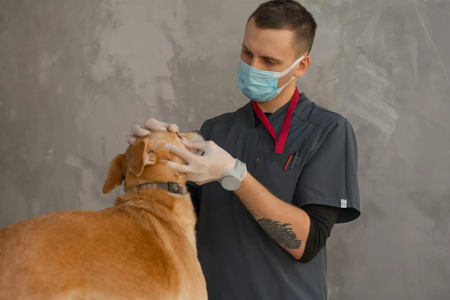 veterinario examinando a un perro relacionado con porque es malo el paracetamol para los perros
