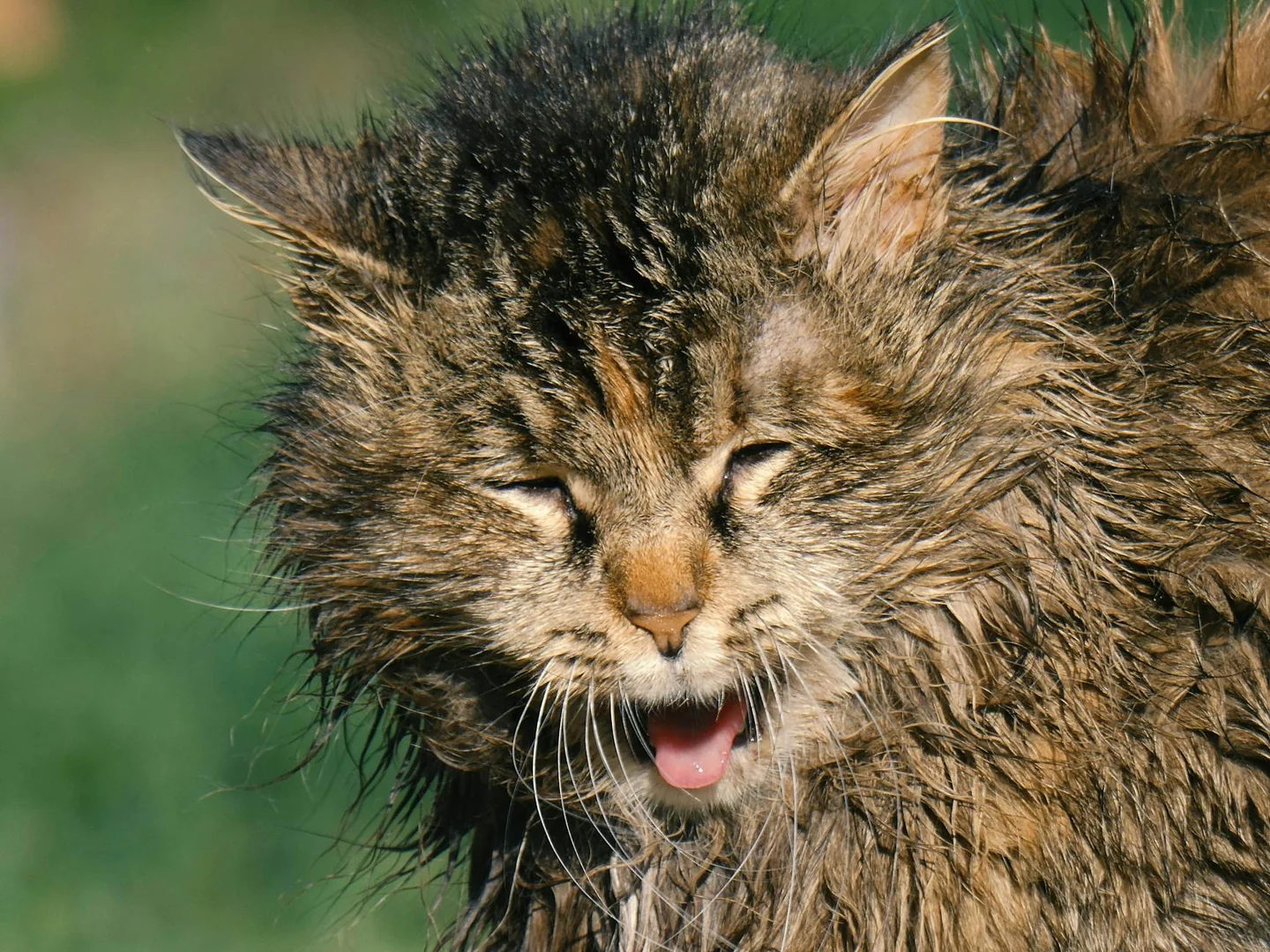Gato mojado sacudiéndose, ideal para ilustrar porque a los gatos no le gusta el agua