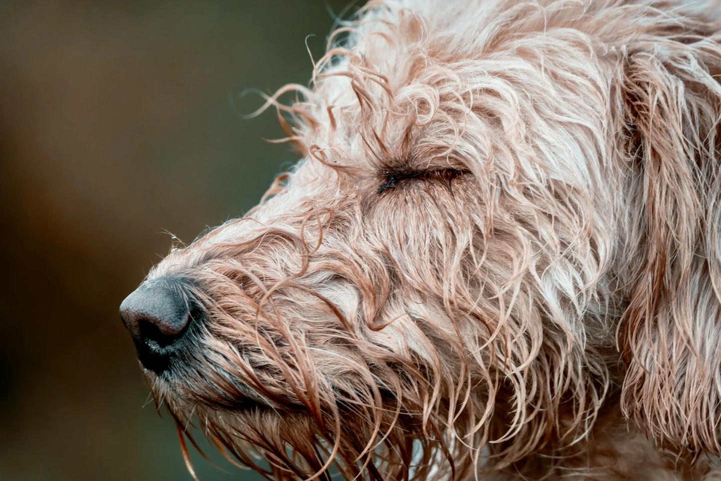 Foto de un primer plano de un perro con la nariz húmeda, ideal para ilustrar porque los perros tienen la nariz mojada.