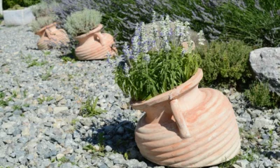Lavanda marchita en una maceta, útil para ilustrar porque se seca la lavanda en maceta