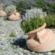 Lavanda marchita en una maceta, útil para ilustrar porque se seca la lavanda en maceta